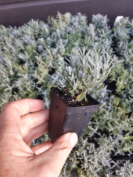 Calculating plant numbers early helps avoid costly supply shortfalls at planting time. Professional using a computer to calculate wholesale plant order quantities for a commercial lavender farm