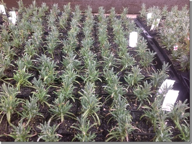 Choosing the right variety is critical for oil yield and harvest consistency. Multiple lavender varieties growing in nursery trays showing differences in foliage and growth habit