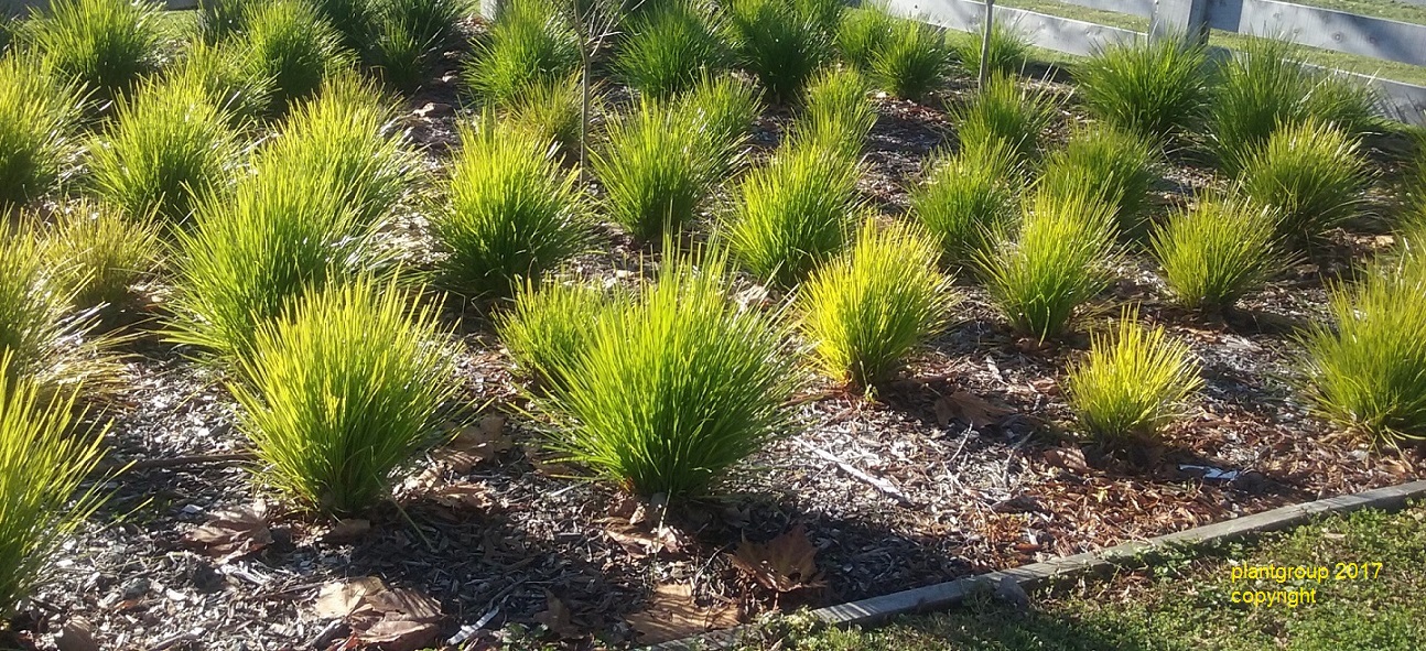 Native variety and layering are defining professional planting schemes in 2026. Diverse native New Zealand plants including Carex and Coprosma forming a layered garden border