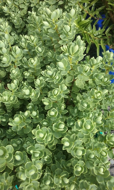 Mulching and species selection are the foundation of climate-resilient landscaping. Ornamental grasses and drought-tolerant plants in a mulched garden bed suited to New Zealand climate